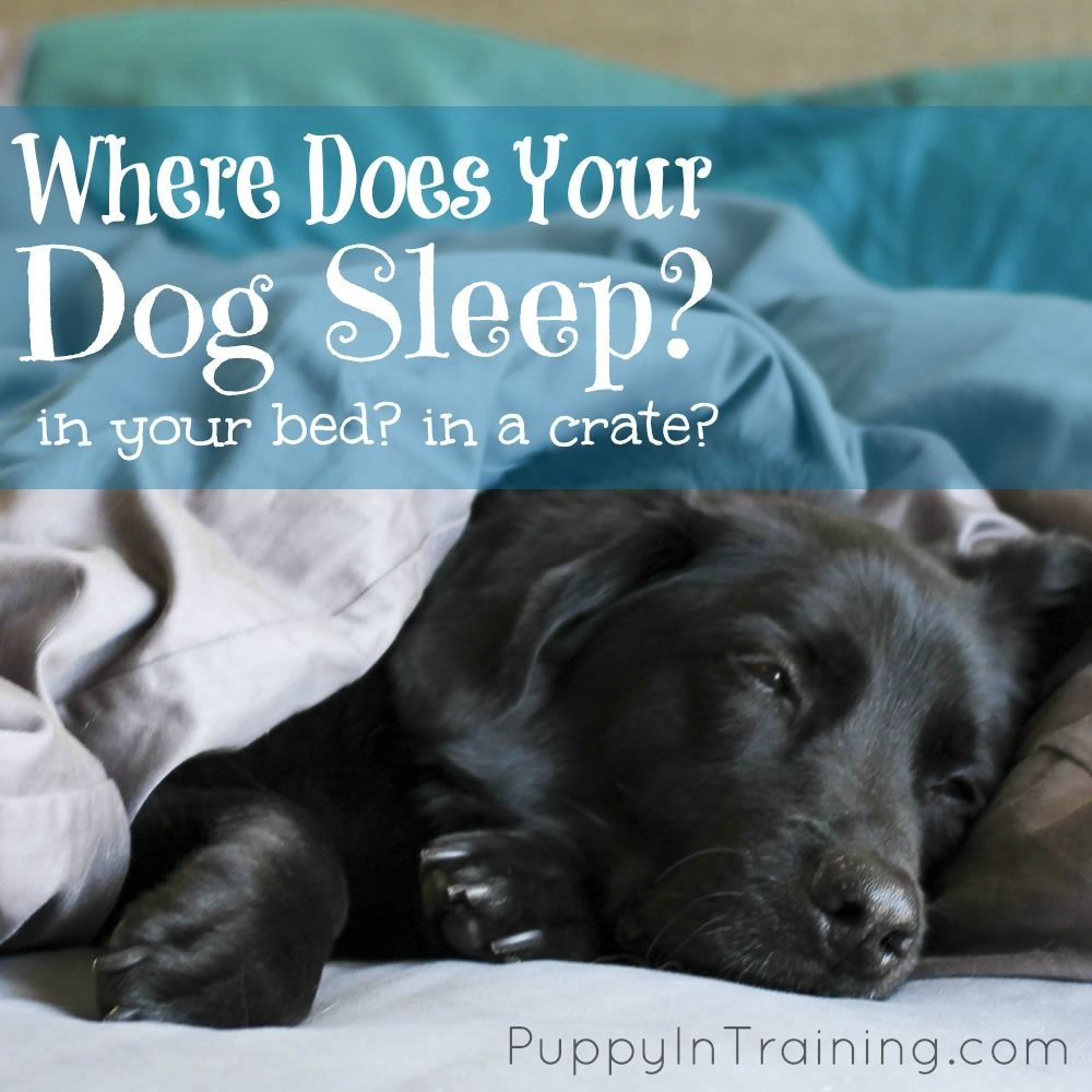 Puppy S First Night At Home Dogs Sleeping Puppies Sleeping Dogs