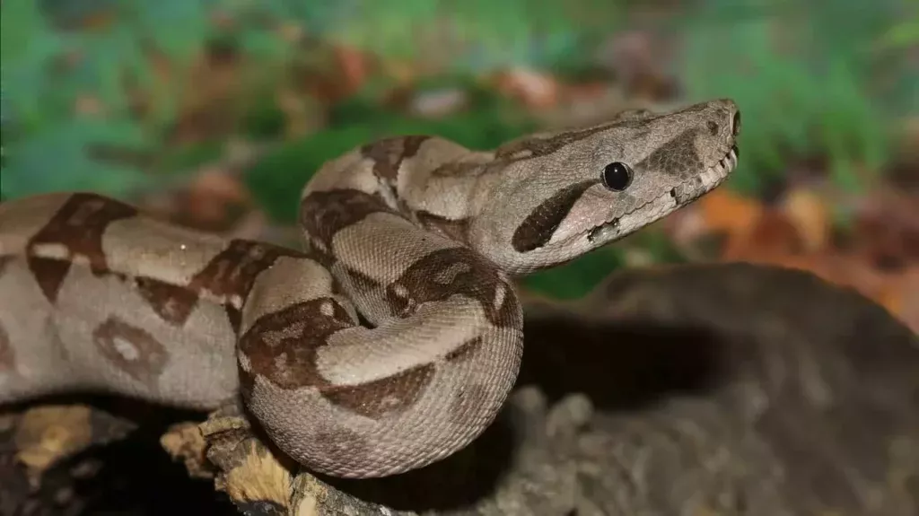 In der Terraristik sind sowohl die Boa constrictor imperator (Kaiserboa), als auch ihre größere Version, die Boa constrictor constrictor (Rotschwanzboa) aus der Gattung der Boa constrictor (Abgottschlange) überaus beliebt. Allerdings sollte man bei diesem Tier, als auch bei anderen Boa Unterarten wissen, dass sich die Haltung nicht immer einfach gestaltet. All diese Unterarten möchte ich in diesem Artikel gerne beleuchten, da sich die Haltung oft nur in Kleinigkeiten unterscheidet. Free Pictures, Free Images, Stock Images Free, Terrarium, Red Tail Boa, Snake Images, Boa Constrictor, Guess The Word, Dragon Boat Festival
