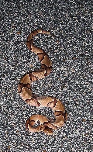 Broad Banded Copperhead Pit Viper Snake Venom Snake Reptiles And Amphibians Broad Banded Copperhead Pit Viper Snake Venom Snake Reptiles And Amphibians