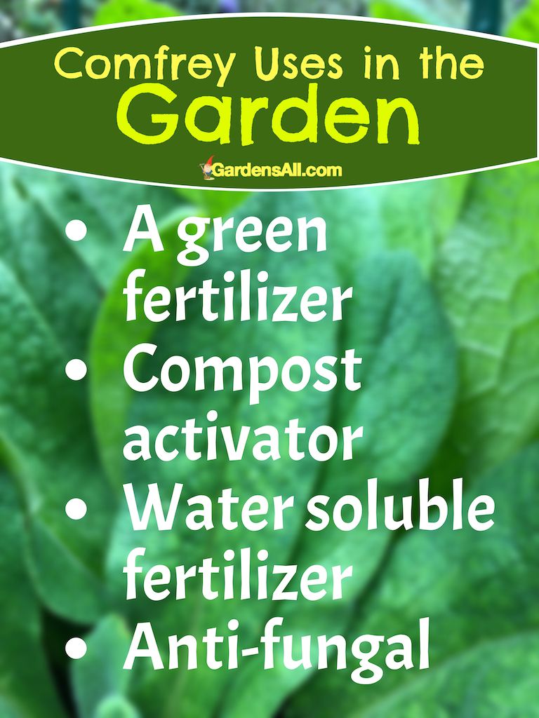 Comfrey Uses And Benefits Gardensall In Comfrey Benefits Of