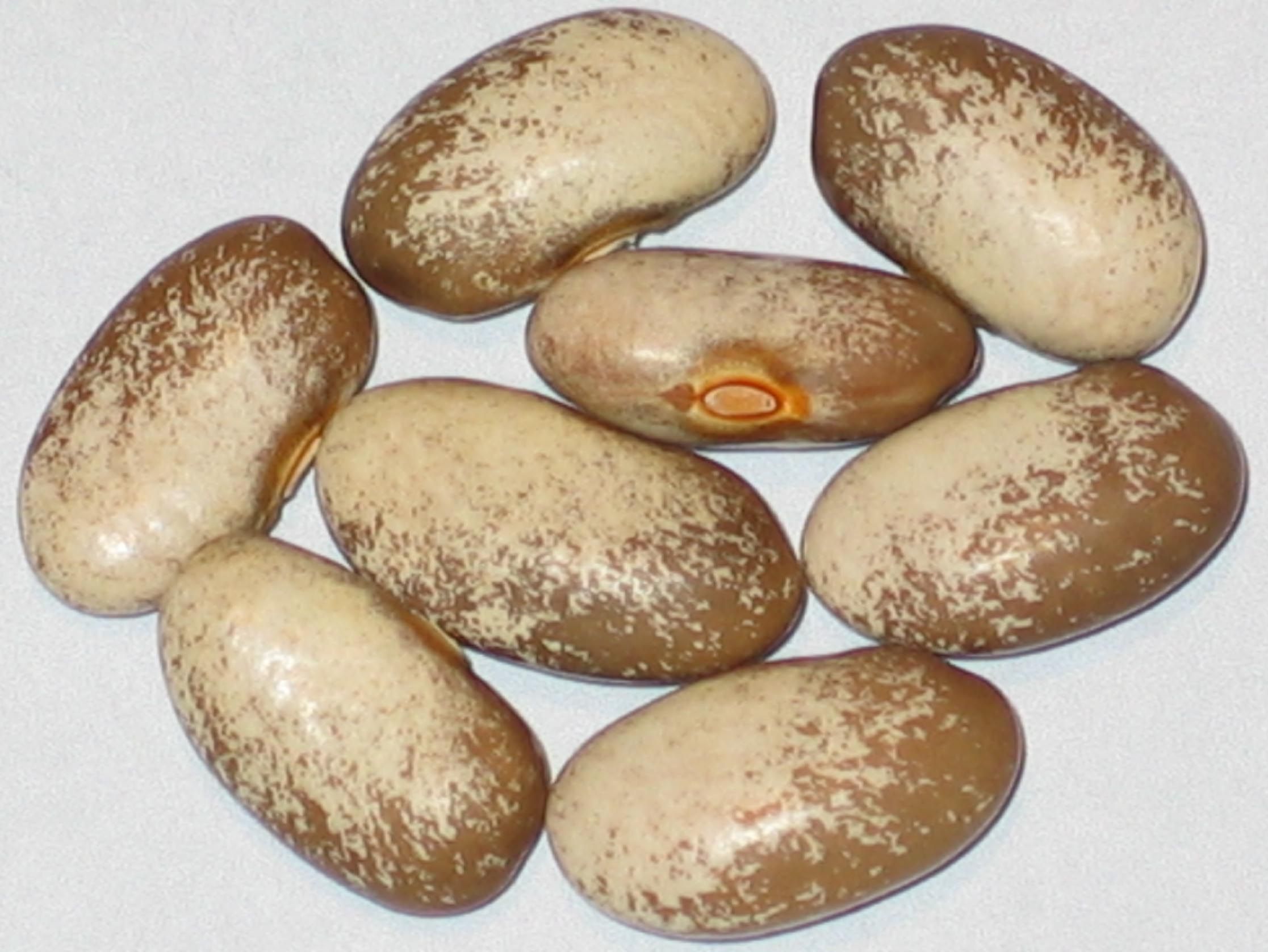 A Bean Collector's Window Beans, Bean varieties, Bean seeds A Bean Collector's Window Beans, Bean varieties, Bean seeds