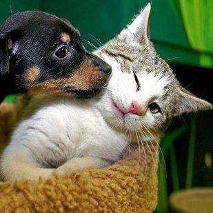 Puppies And Kittens Sleeping Together The Cutest Puppies Sleeping Kitten Newborn Puppies Kittens And Puppies