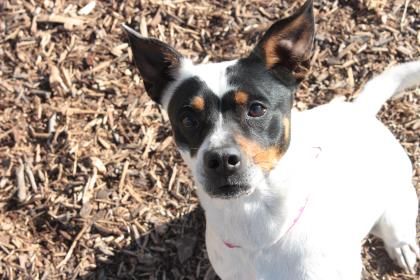Kansas Humane Society Maddy Available For Adoption In Wichita