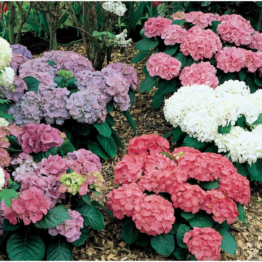 1. -quart-multicolor-hortensie blüte strauch im topf baumschule.
