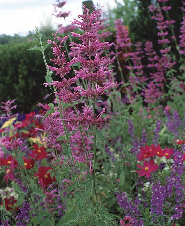 10 Ornamental Herbs - FineGardening