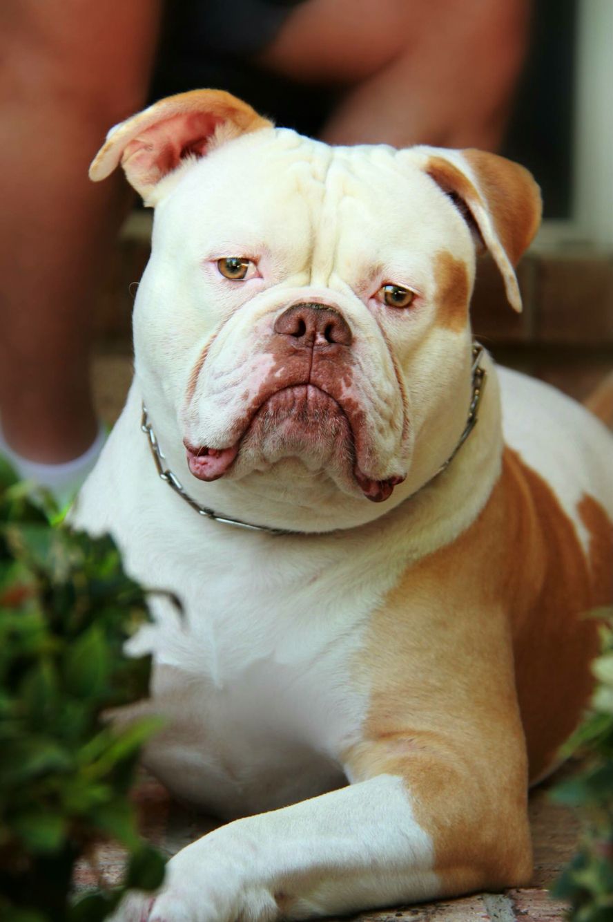 Spartacus American Bulldog Rip My 1 Protector American