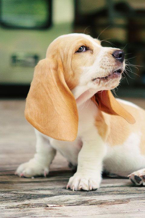 Pics Of Bassit Hounds Basset Hound The Life Of Animals Hound