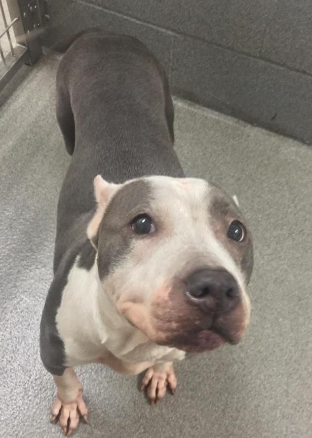 Adopt Olive On Bull Terrier Dog Pitbull Terrier Dogs