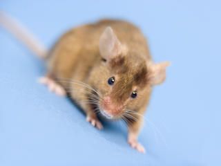 Glazen raampje in buik muis toont hoe kanker uitzaait | nu.nl/wetenschap | Het laatste nieuws het eerst op nu.nl Pest Control, Mice Control, Insect Control, Killing Mice, Keep Mice Away, How To Deter Mice, Mice Repellent, Getting Rid Of Mice, House Foundation