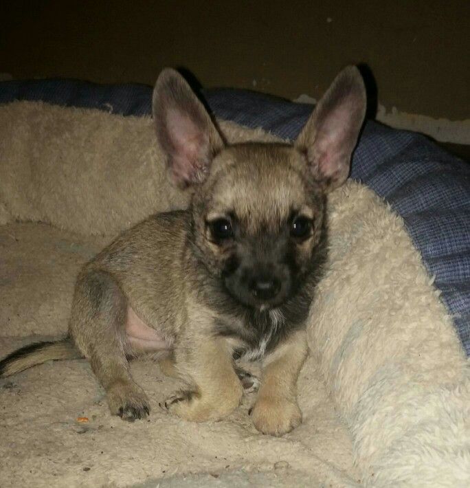 My Beautiful Toxirn He Is A Cairn Terrier Chihuahua Named