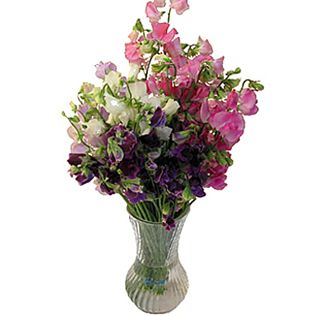 Sweet Pea Flowers My Childhood Memory Of Grandpas Backyard Fresh Cut Pink Sweet Pea Flowers Are Gorgeous For Weddings Whole Seasonal And Make Beautiful Wedding Bouquets