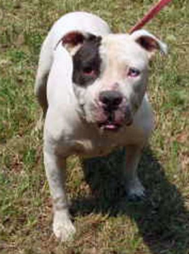 06 08 14 Mary Ann Boston Terrier American Bulldog Mix Adult