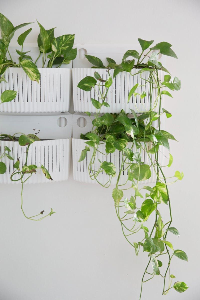 Indoor Hanging Plants That Like Shade Indoor Hanging Plants That Like Shade