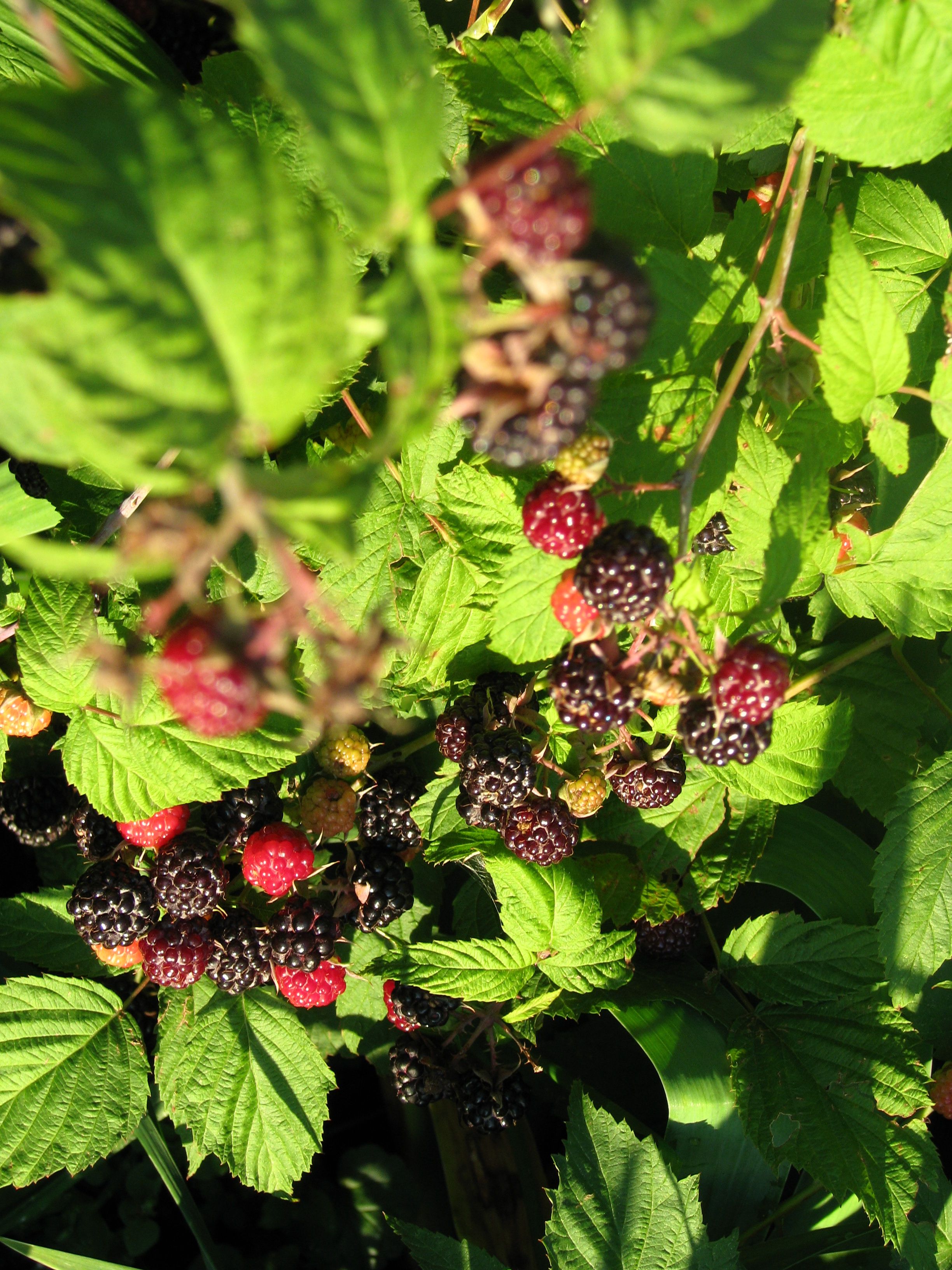 Seeing Red Raspberries In The Garden Raspberry Plants Red Raspberry Leaf Pruning Raspberries