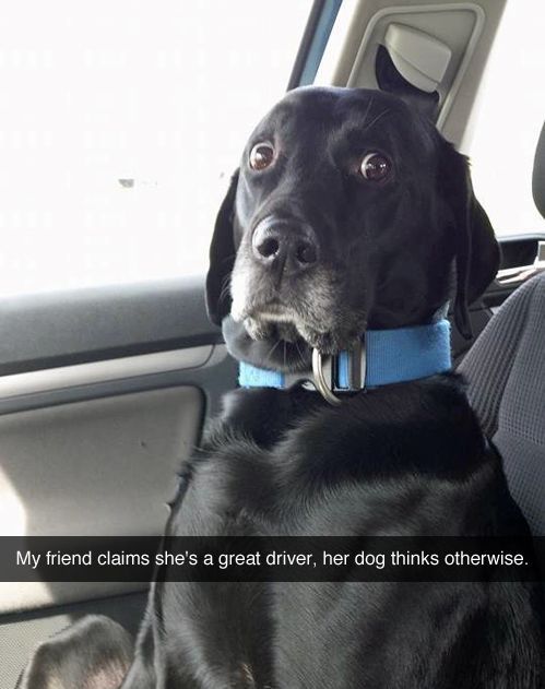 29 Dogs Who Made Huge Mistakes Funny Animals Funny Dogs Cute