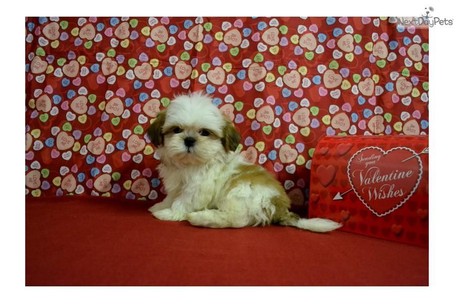 Meet Owen A Cute Shih Tzu Puppy For Sale For 500 Very Unique