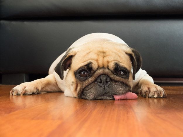 You Ll Only Ace This Quiz If You Know Who Is A Good Boy Cute Pug