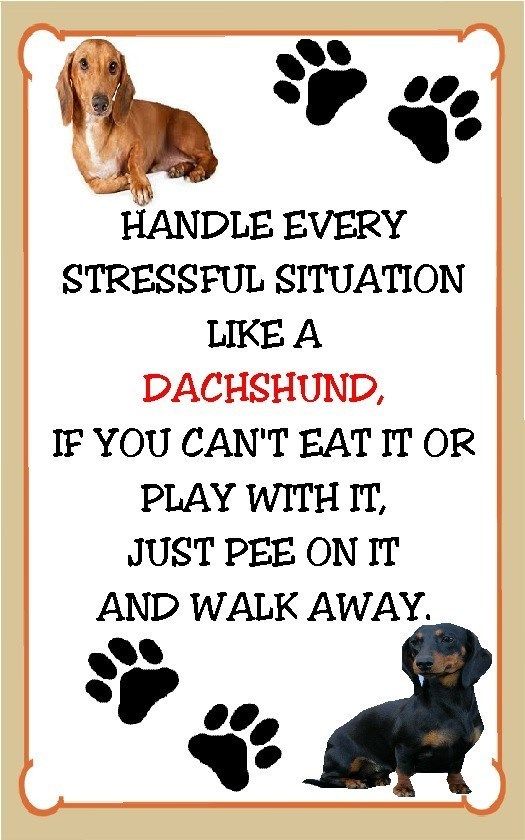 Pin By Sonja Leenders On I Love Dachshunds Chiweenies