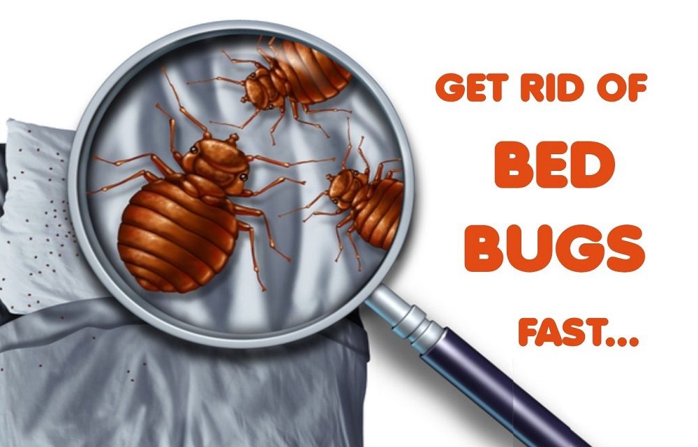 Instant Bed Bugs Exterminators Toronto Bug exterminator, Bed bugs