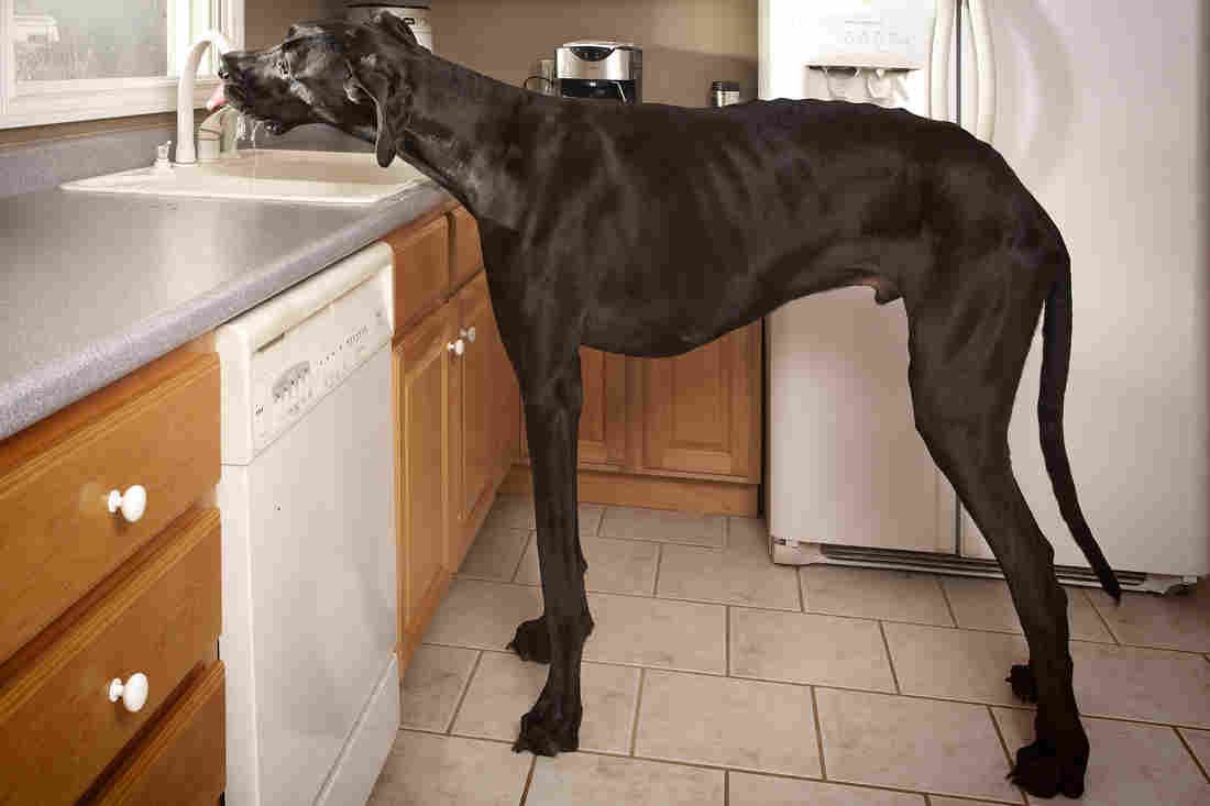Zeus The Great Dane World S Tallest Dog Dies Tallest Dog