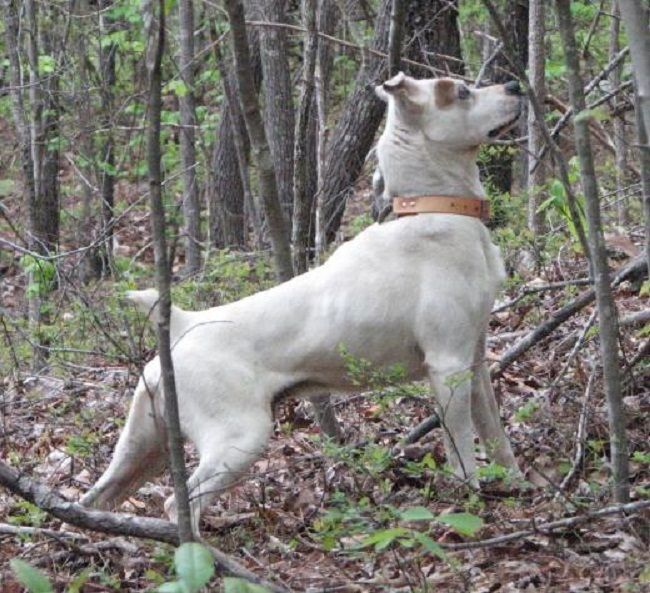 best squirrel dog best squirrel dog