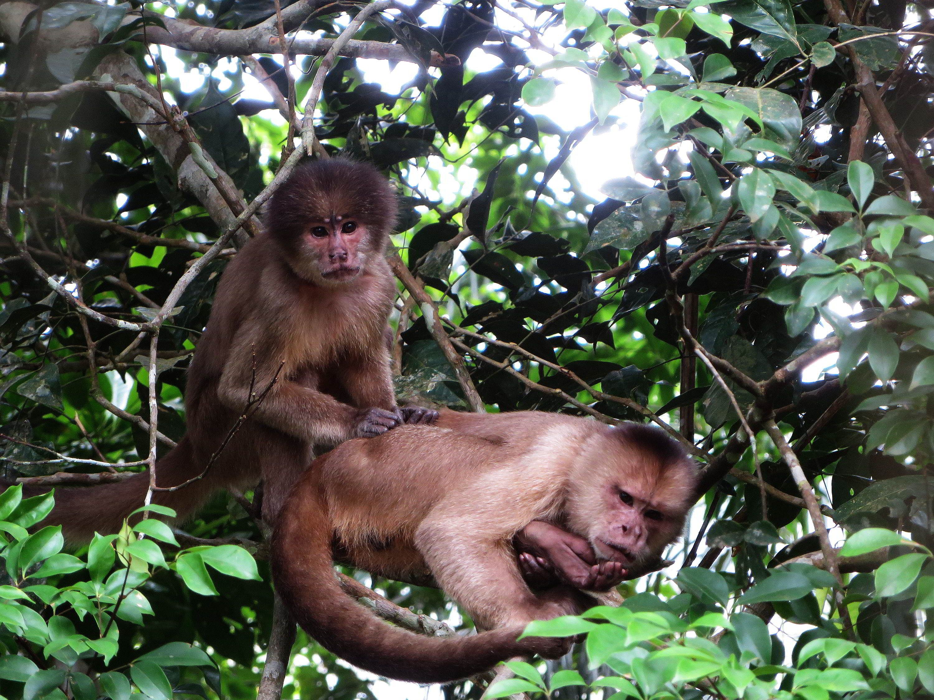 Best #Amazon Park, Cuyabeno, Easiest To #Travel To At Lowest Best #Amazon Park, Cuyabeno, Easiest To #Travel To At Lowest