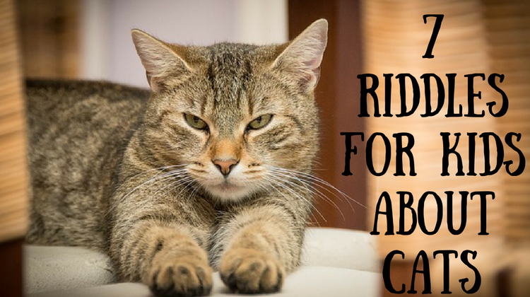 7 Cat Riddles For Kids | Riddles, Cats, Animal riddles