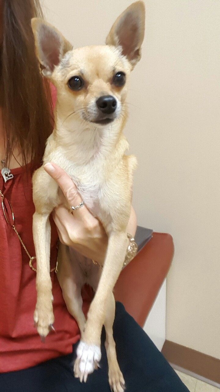 Twinkles The Deer Head Chihuahua Chihuahua Animals