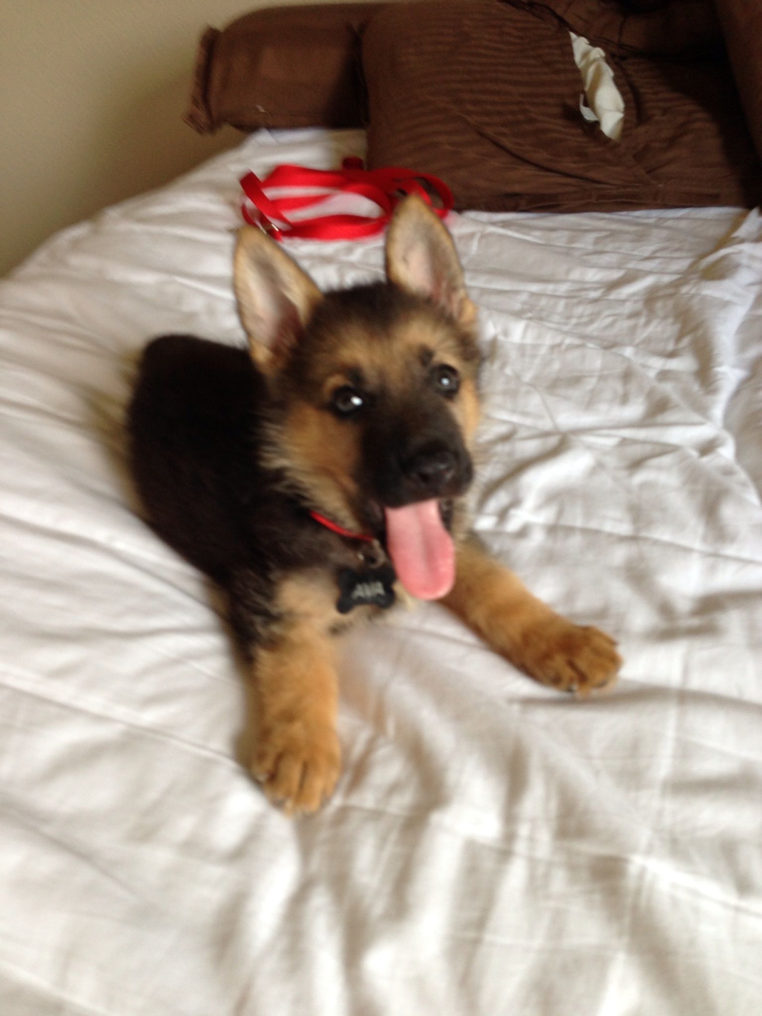 Puppy For Puppy Fridays From Underdog Rescue Of Arizona I