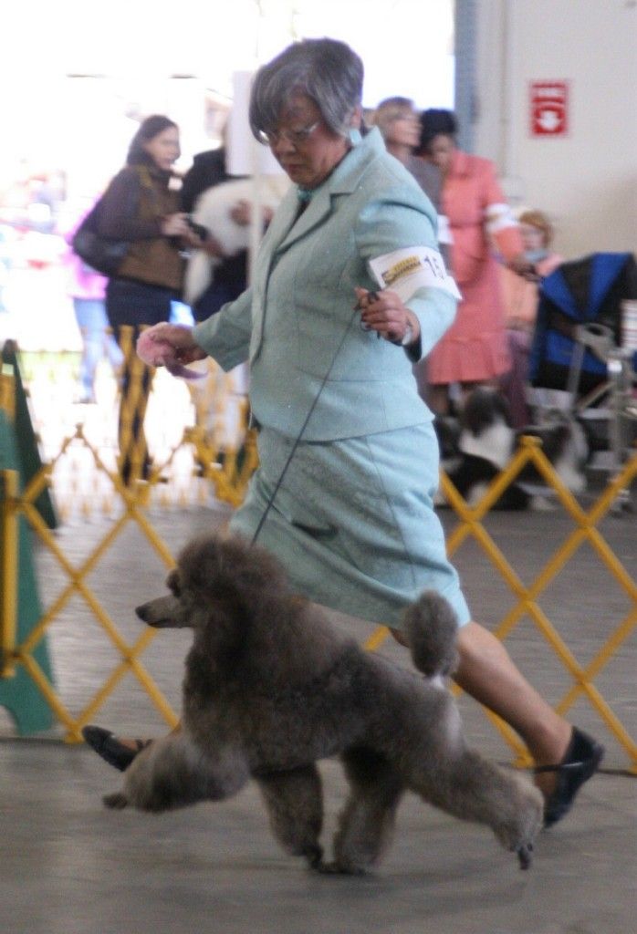 Poodle Hunting This Is A Poodle From Firebrook Poodles In South