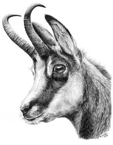 kamzík kresba - Hledat Googlem | Animal paintings, Hunting art, Animal