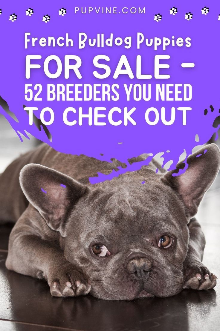 French Bulldog puppies are the cutest things out there, but where can you buy them? Here are some good Frenchie breeders for you! French Bulldog Breeders, French Bulldog For Sale, Bulldog Puppies For Sale, Frenchie Bulldog Puppy, Gentle Souls, Adoption, Sadness, Dogs, Cute