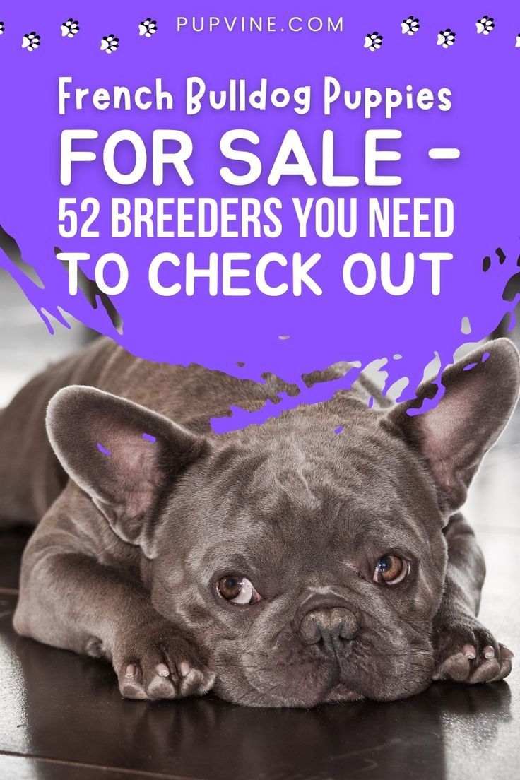 Frenchies For Sale, Bulldog Puppies For Sale, Dogs For Sale, French ...