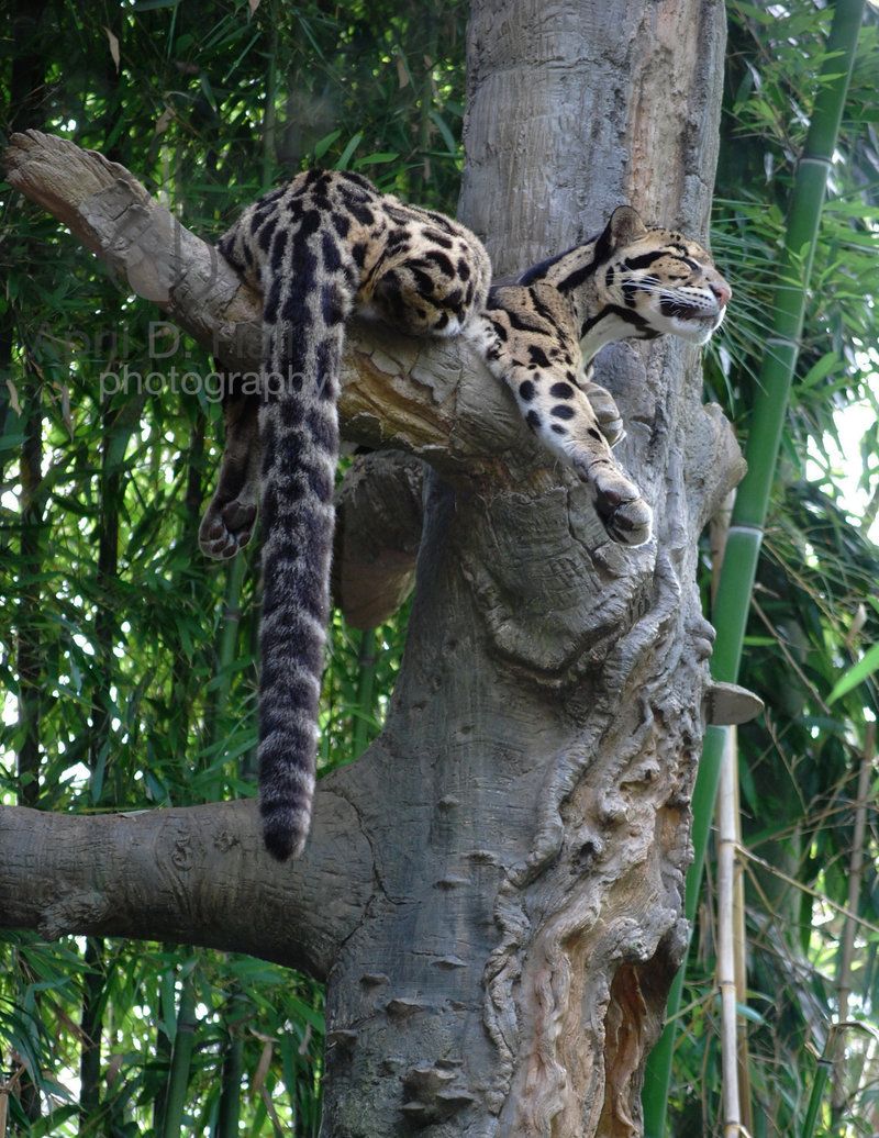 clouded leopards are one of the best climbers in the cat family clouded leopard size compared human