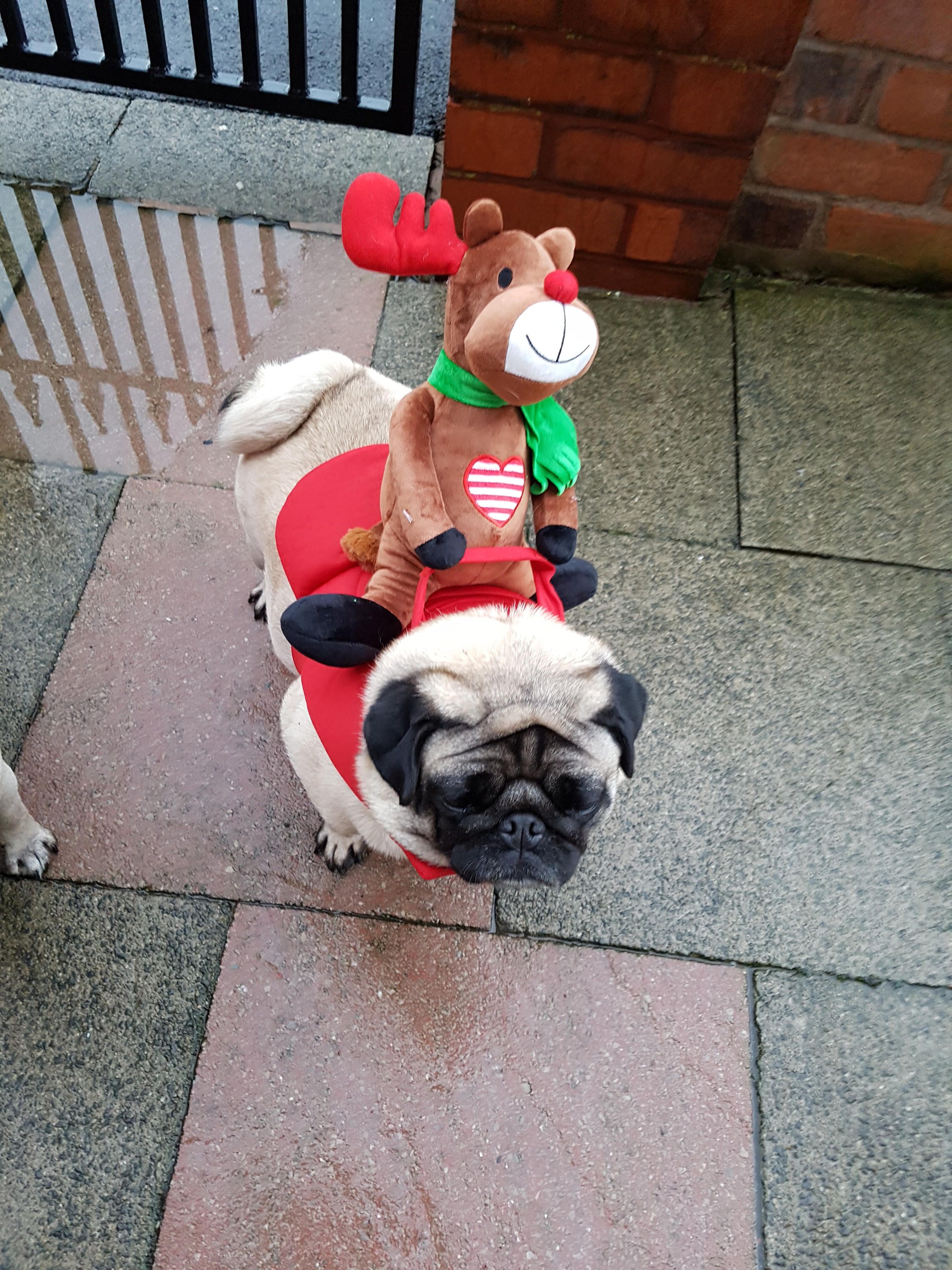 Dog Christmas Outfit Costume Reindeer On Saddle Medium To Large