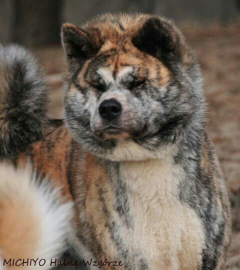 American Akita Dogs Are Loyal And My Dream Is To Have A Dog In My