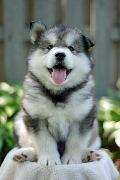 50 Malamute De Alaska Si Consideras A Este Perruno Considera