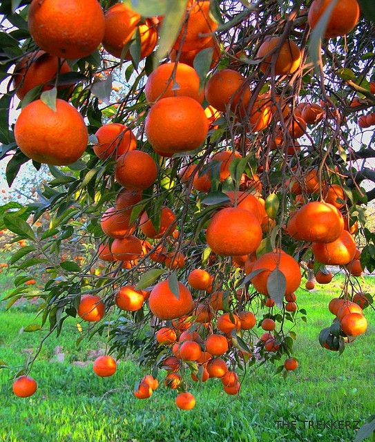 More Oranges ... when there used to be orange groves for miles and miles and the sweet smell of blossoms... Fruit Plants, Fruit Garden, Fruit Trees, Old Florida, Vintage Florida, Beautiful Fruits, Beautiful Flowers, Florida Oranges, Orange Grove