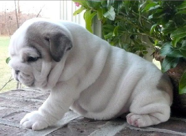 Cute Pictures Of English Bulldogs Offer Cute And Lovely English