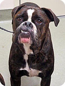 Pin By Barry Stritton On Bull Dogs Dogs Pets Wildomar California