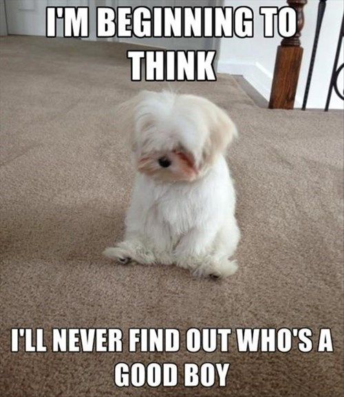 http://cheezburger.com/8277763840August 5, 2014, 1:30 pmSee more at http://petslovetech.com Funny Animal Quotes, Animal Jokes, Funny Animal Pictures, Cute Funny Animals, Cute Baby Animals, Dog Pictures, Animal Captions, Cute Animal Humor, Shih Tzu Funny Quotes