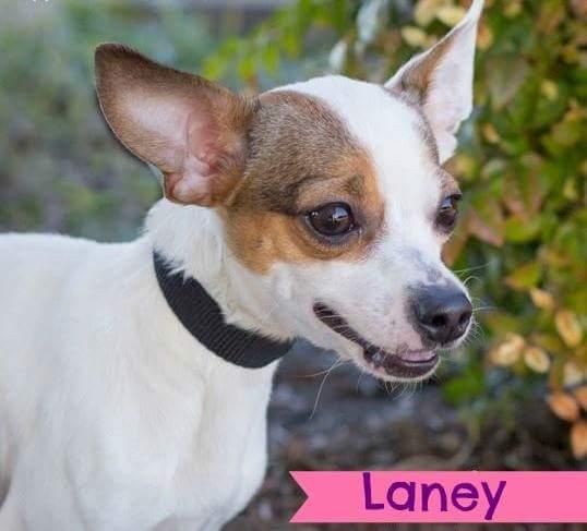 Adopt Laney On Animals Animal Rescue Animal Shelter