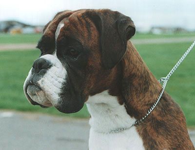 Glenauld Boxers Dog Kennels Boxer Dogs Show Dogs Puppies