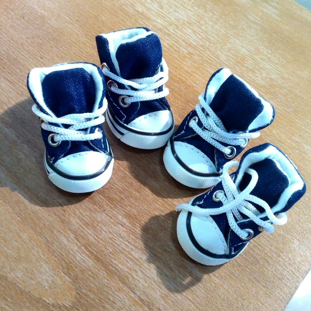 converse chien converse chien