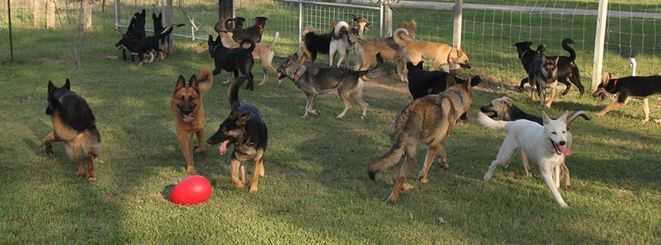 Beautiful Pack Doggy Love German Shepherd Dogs German