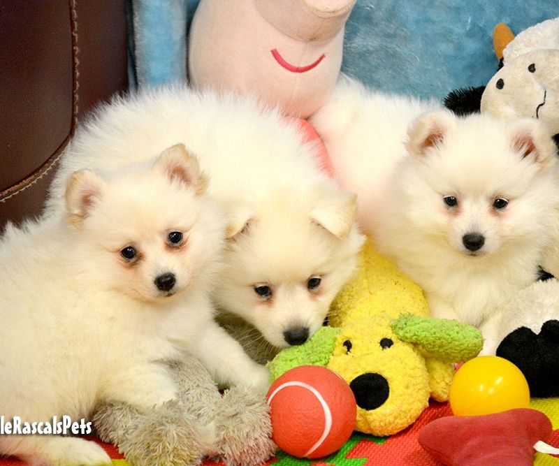Japanese Cross German Spitz Puppies For Sale Spitz Puppy