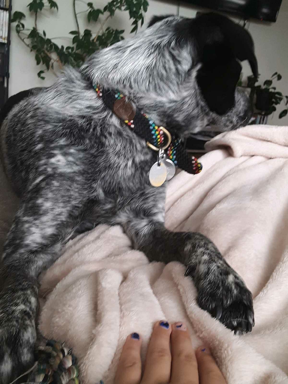 Finished Squirrel Dog For Sale Photos All
