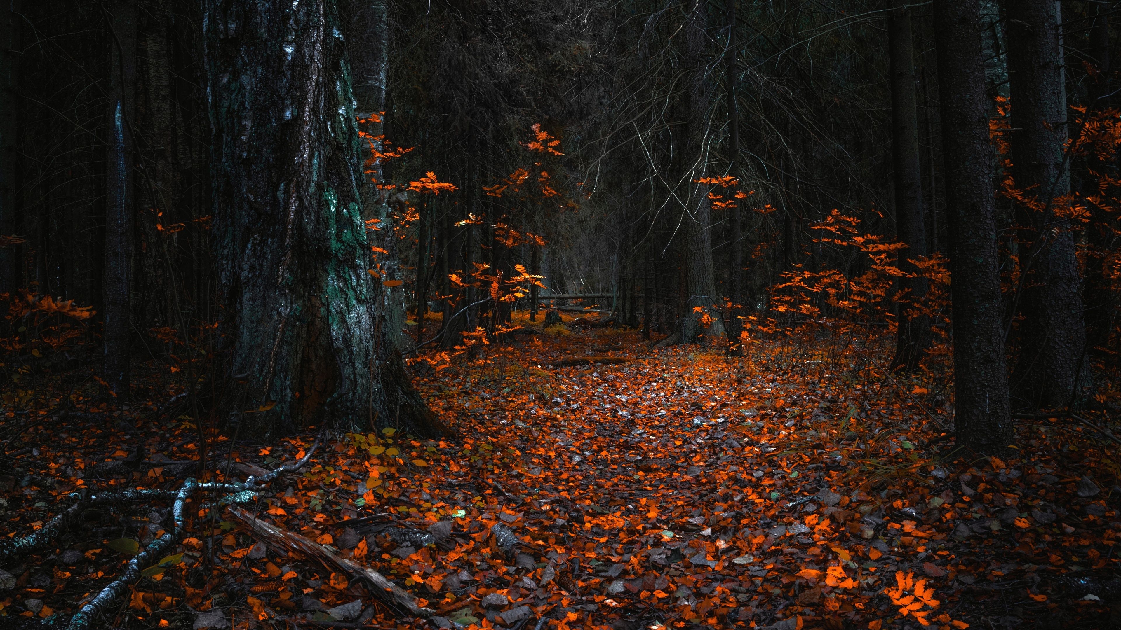Dark Autumn 1920 X 1080 Forest Wallpaper Tree Hd Wallpaper Fall Wallpaper