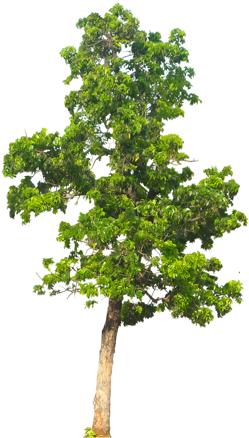 Imagenes Png Vegetacion | 20 im 225 genes de 225 rbol png mahogani05l vegetation Imagenes Png Vegetacion | 20 im 225 genes de 225 rbol png mahogani05l vegetation