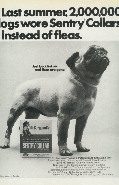 1960s Pug Pug Dog Dog Photos Pugs